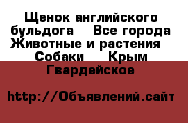 Щенок английского бульдога  - Все города Животные и растения » Собаки   . Крым,Гвардейское